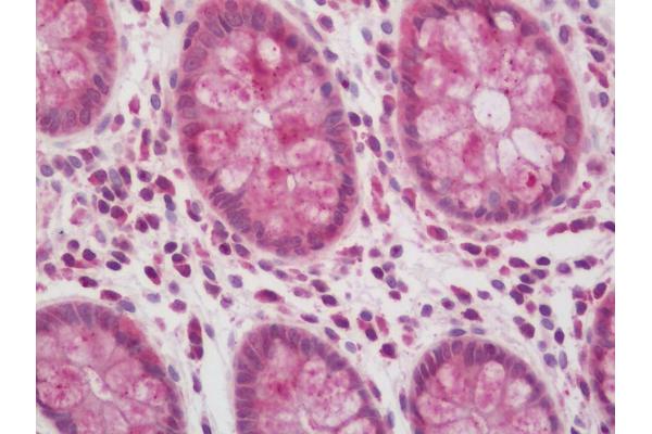MRFAP1L1 antibody  (HRP)