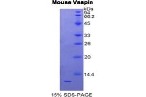 SDS-PAGE analysis of Mouse Vaspin Protein. (SERPINA12 Protein)
