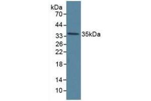 Western Blotting (WB) image for anti-Annexin A5 (ANXA5) (AA 1-320) antibody (ABIN7431461)