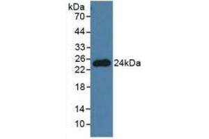 Figure. (Pronociceptin (AA 12-187) antibody)