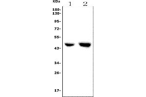 Western blot analysis of F2R using anti-F2R antibody (ABIN7599952).