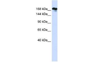 RSF1 antibody used at 1 ug/ml to detect target protein. (RSF1 antibody  (Middle Region))