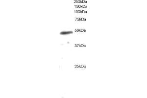 ABIN184583 staining (0. (NCF1 antibody  (C-Term))
