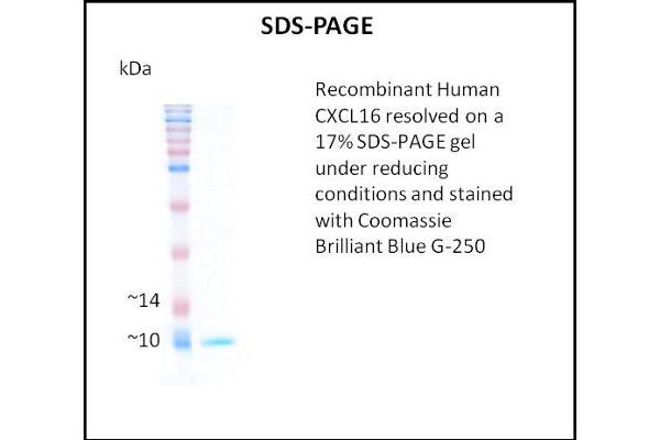 CXCL16 Protein