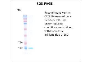 SDS-PAGE (SDS) image for Chemokine (C-X-C Motif) Ligand 16 (CXCL16) (Active) protein (ABIN5509776) (CXCL16 Protein)