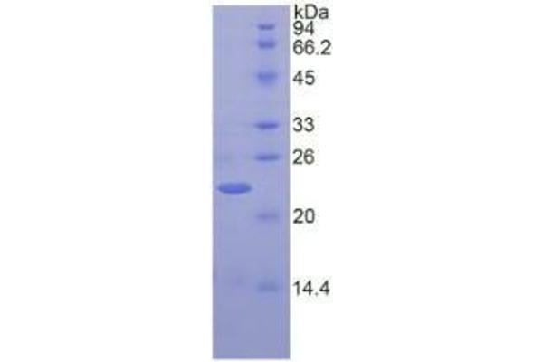 HSPG Protein