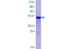 DCTPP1 Protein (AA 1-170) (GST tag)