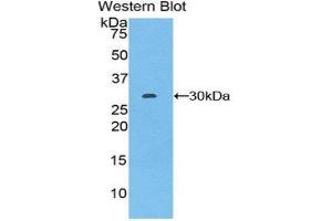 Western Blotting (WB) image for anti-Von Willebrand Factor A Domain Containing 1 (VWA1) (AA 42-289) antibody (ABIN1860951)