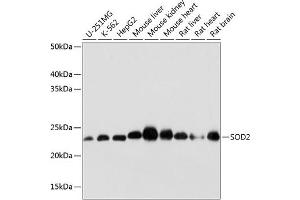 Western blot analysis of extracts of various cell lines, using SOD2 antibody (ABIN7270638) at 1:1000 dilution. (SOD2 antibody)