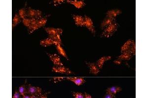 Immunofluorescence (IF) image for anti-CDK5 Regulatory Subunit Associated Protein 1 (CDK5RAP1) antibody (ABIN7258736)