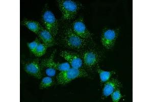 IF analysis of FKBP135/FKBP15 using anti-FKBP135/FKBP15 antibody (ABIN7600397). (FKBP15 antibody  (AA 19-1210))