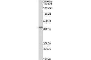 ABIN5539902 (0. (PDLIM2 antibody  (Internal Region))