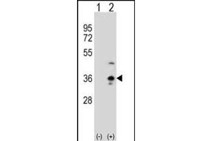 Western blot analysis of COLEC11 (arrow) using rabbit polyclonal COLEC11 Antibody (N-term) (ABIN390822 and ABIN2841053). (COLEC11 antibody  (N-Term))