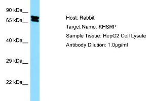 WB Suggested Anti-KHSRP Antibody Titration:  0. (KHSRP antibody  (Middle Region))