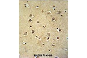 GABRG2 antibody immunohistochemistry analysis in formalin fixed and paraffin embedded human brain tissue followed by peroxidase conjugation of the secondary antibody and DAB staining.