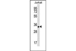 Western blot analysis of OR2G6 Antibody (N-term) in Jurkat cell line lysates (35ug/lane).