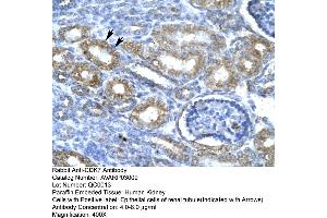 Human kidney (CDK7 antibody  (C-Term))