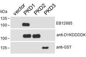 HEK293 lysate overexpressing Human DYKDDDDK-tagged PKD1, Human DYKDDDDK-tagged PKD2 or Human GST-tagged PKD3 probed with ABIN5539575 (0. (PKC mu antibody  (AA 233-246))
