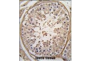 Formalin-fixed and paraffin-embedded human testis tissue reacted with PGK2 Antibody (N-term) (ABIN391251 and ABIN2841311) , which was peroxidase-conjugated to the secondary antibody, followed by DAB staining. (PGK2 antibody  (N-Term))