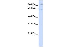 DLG7 antibody used at 1 ug/ml to detect target protein.