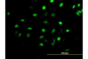 Immunofluorescence of purified MaxPab antibody to CENPH on HeLa cell. (CENPH antibody  (AA 1-247))