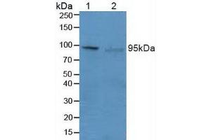 Figure. (PRDM1 antibody  (AA 29-149))