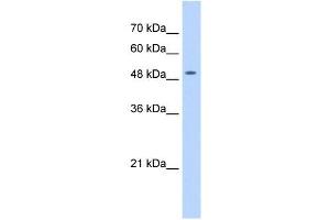 NARG1L antibody used at 0. (NARG1L antibody  (Middle Region))