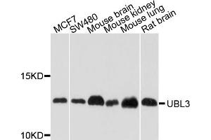 Western blot analysis of extracts of various cell lines, using UBL3 antibody. (UBL3 antibody)
