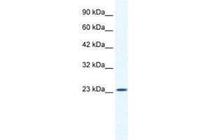 Western Blotting (WB) image for anti-Potassium Channel Tetramerisation Domain Containing 11 (KCTD11) antibody (ABIN2461421) (KCTD11 antibody)