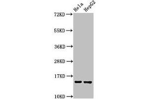 Western Blot Positive WB detected in: Hela whole cell lysate, HepG2 whole cell lysate All lanes: IFITM3 antibody at 2. (IFITM3 antibody  (AA 1-57))