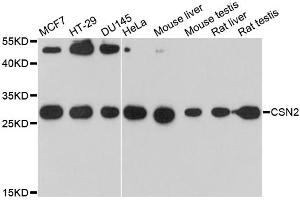 Western blot analysis of extracts of various cell lines, using CSN2 antibody. (CSN2 antibody)