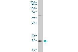 DUSP21 MaxPab polyclonal antibody. (DUSP21 antibody  (AA 1-190))