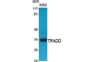 Western Blot (WB) analysis of specific cells using TRADD Polyclonal Antibody. (TRADD antibody  (C-Term))