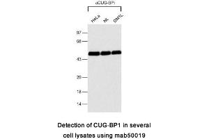 Image no. 2 for anti-CUGBP, Elav-Like Family Member 1 (CELF1) antibody (ABIN1721765) (CELF1 antibody)