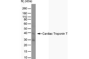 Western Blotting (WB) image for anti-Cardiac Troponin T (cTnT) antibody (ABIN180977) (Cardiac Troponin T2 antibody)