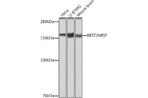 REST antibody