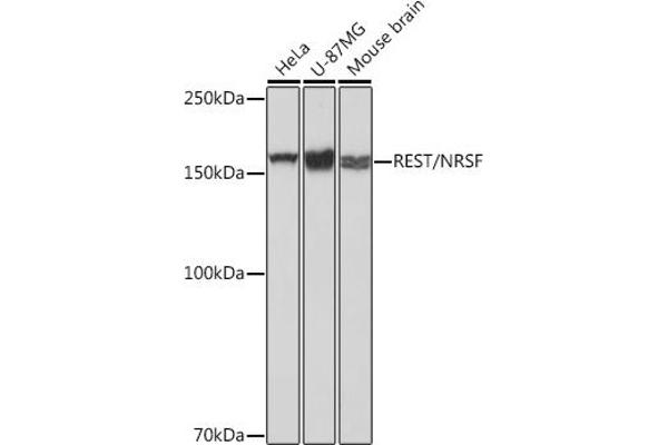 REST antibody