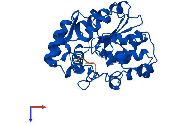 SULT1A2 Protein (AA 1-295) (His tag)