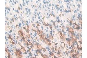 Detection of GIF in Rat Stomach Tissue using Polyclonal Antibody to Gastric Intrinsic Factor (GIF) (Intrinsic Factor antibody  (AA 196-414))