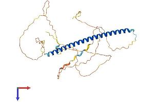 FOSB Protein (AA 1-338) (His tag)