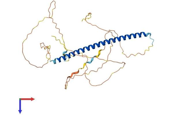 FOSB Protein (AA 1-338) (His tag)