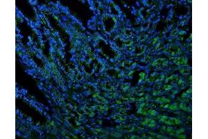 IF analysis of Thioredoxin 2/TXN2 using anti-Thioredoxin 2/TXN2 antibody (ABIN7602148).