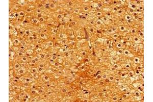Immunohistochemistry of paraffin-embedded human adrenal gland tissue using ABIN7163206 at dilution of 1:100 (PIGA antibody  (AA 443-484))