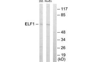 Western blot analysis of extracts from 293/HuvEc cells, using ELF1 Antibody.