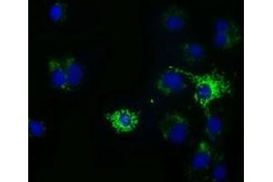 Anti-HIBCH mouse monoclonal antibody (ABIN2453122) immunofluorescent staining of COS7 cells transiently transfected by pCMV6-ENTRY HIBCH (RC209814). (HIBCH antibody)