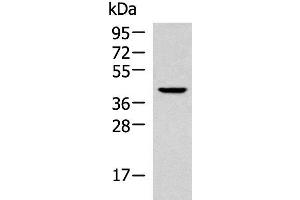 Western blot analysis of 293T cell lysate using KLF6 Polyclonal Antibody at dilution of 1:800 (KLF6 antibody)