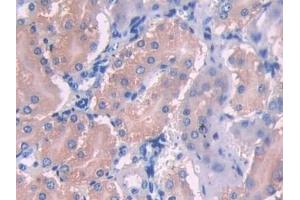 Detection of UMODL1 in Mouse Kidney Tissue using Polyclonal Antibody to Uromodulin Like Protein 1 (UMODL1) (UMODL1 antibody  (AA 34-306))