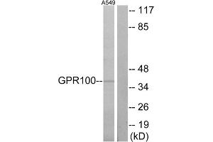 Western blot analysis of extracts from A549 cells, using GPR100 antibody. (RXFP4 antibody  (C-Term))