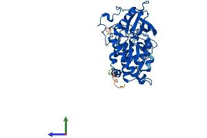AlphaFold protein structure predicition of Mouse Recombinant Csnk2a2 Protein, UniprotID O54833 (CSNK2A2 Protein (AA 1-350) (His tag))
