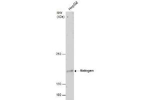 WB Image Nidogen antibody detects Nidogen protein by western blot analysis. (Nidogen 1 antibody)